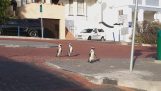 Kolme pingviiniä kävelee kaupungissa