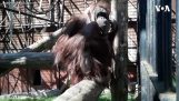 Az orangután próbál maszkot viselni