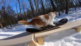 Кот катается на сноуборде