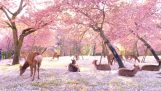 Desiatky jeleňov ležia pod čerešňami (Japonsko)
