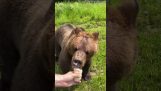 Медведь гонит мужчину за маленьким мороженым