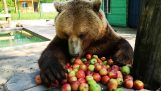 Un urs își mănâncă micul dejun