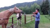 Häst blir upphetsad och lyssnar på en fiol