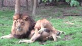 Lioness aslanla çiftleşmek istediği