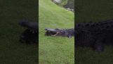 Una tartaruga sfugge ai denti di un alligatore