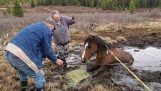 Rescuing a wild horse from a swamp