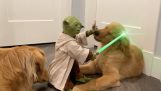 Maestrul Yoda împotriva a doi câini
