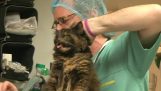قطة برية عند الطبيب البيطري
