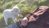 Un agnello chiede carezze