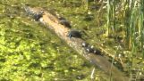 Tartarughe su un tronco galleggiante