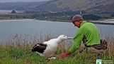 Vážení malého albatrosa