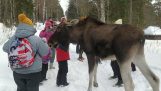 En elg angriber turister (Rusland)