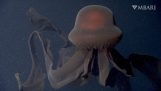 Obrovská medúza