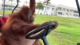 Orangutan jeździ wózkiem golfowym