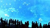 A morte de uma tonelada no aquário Okinawa Churaumi