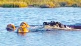 Hipopótamo ataca a leones cruzando el río