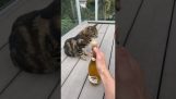 Popping open a champagne next to a cat