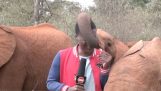 En elefant chikanerer en journalist med sin snabel