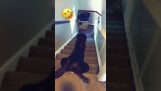 Едно куче се спуска по стълбището със странна техника