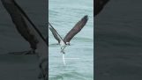 Águila pescadora se sumerge en el agua para pescar