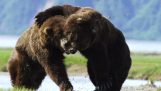 Souboj dvou medvědů grizzly