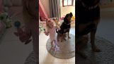一個小女孩和她的狗在唱歌