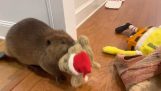 Beaver builds a dam with his toys