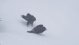 Vrány si hrají ve sněhu