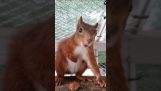 Een boze eekhoorn