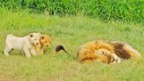 Løveungerne lader ikke far sove