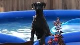 Guilty Hund von seinem Chef gefangen Pool zu spielen