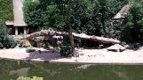 Lion catches a heron in a zoo