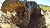 crocodile mère porte ses petits dans sa bouche