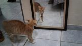 חתול מדי מפחיד צופה בבואתו במראה