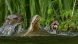 Familie van otters te doden een krokodil