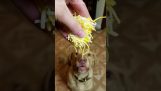 El perro que ama el queso