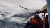 Uma baleia jubarte surpreende turistas