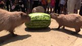 Den capybara äter en enorm vattenmelon (Japan)