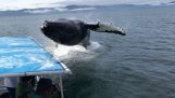 Whale rende spruzzi molto vicino a una barca