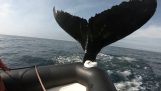 Walvis raakt een opblaasbare boot met haar staart