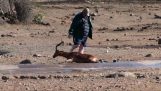 Un uomo salva un'antilope