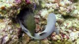 Moray eel against small shark