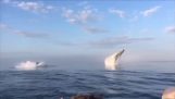 Trei balene cu cocoașă sarind împreună în fața turiștilor