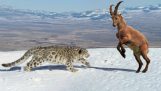 Leopard hunting ibex cliff