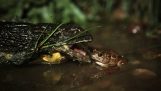 Malá žába unikají z kobry, ale…