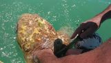 Спасяването на морска костенурка