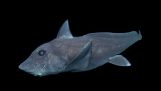 Il pesce “chimera” registrato per la prima volta sulla fotocamera