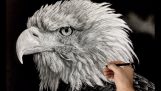 Malerei ein Mitesser Adler (Zeitraffer)