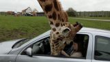 Giraffe breaks a car window