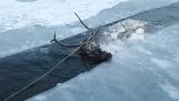 Avcılar donmuş göl bir geyik kurtarmak, Sıcak ve yem